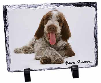 Italian Spinone Dog 