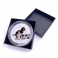 Springer Spaniel Dogs Glass Paperweight in Gift Box