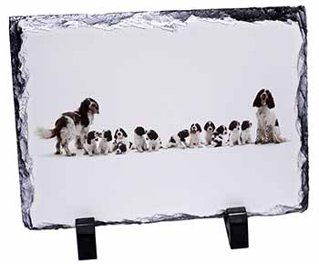Springer Spaniel Dogs, Stunning Photo Slate