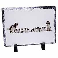 Springer Spaniel Dogs, Stunning Photo Slate