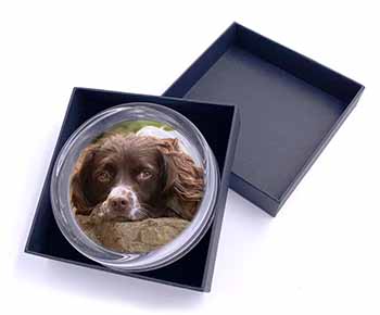Springer Spaniel Dog Glass Paperweight in Gift Box
