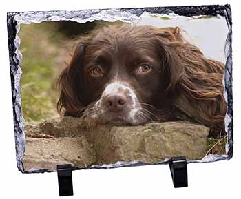 Springer Spaniel Dog, Stunning Photo Slate