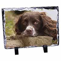 Springer Spaniel Dog, Stunning Photo Slate