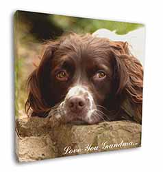 Springer Spaniel 