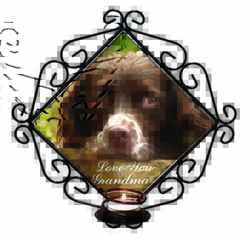 Springer Spaniel 