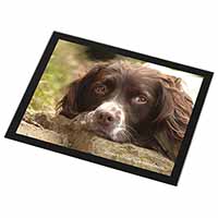 Springer Spaniel 