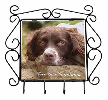 Springer Spaniel 