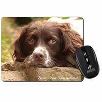 Springer Spaniel 