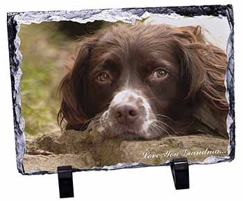 Springer Spaniel 