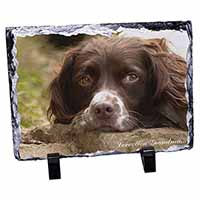 Springer Spaniel 