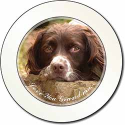 Springer Spaniel 