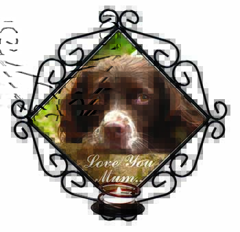 Springer Spaniel Dog 