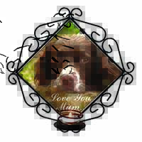 Springer Spaniel Dog 