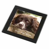 Springer Spaniel Dog 