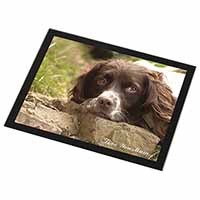 Springer Spaniel Dog 