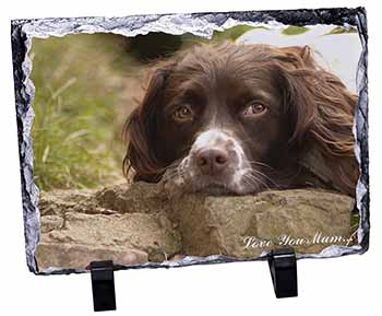 Springer Spaniel Dog 