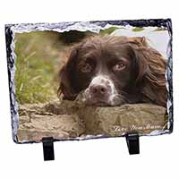 Springer Spaniel Dog 