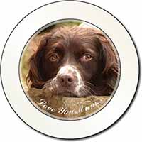 Springer Spaniel Dog 