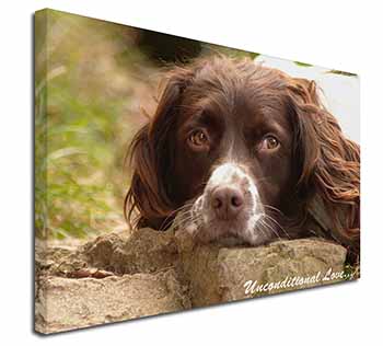 Springer Spaniel 