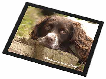 Springer Spaniel 