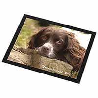 Springer Spaniel 