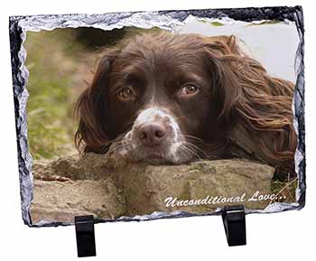 Springer Spaniel 