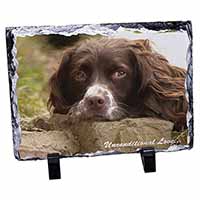 Springer Spaniel 