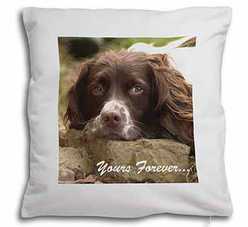 Springer Spaniel Dog 