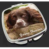 Springer Spaniel Dog 