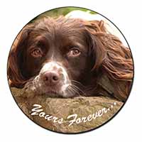 Springer Spaniel Dog 