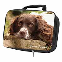 Springer Spaniel Dog 