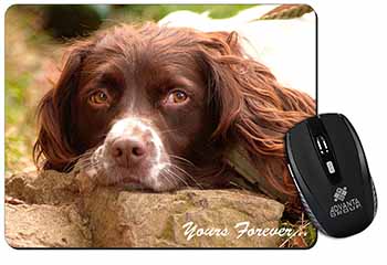 Springer Spaniel Dog 