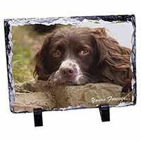 Springer Spaniel Dog 