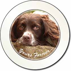 Springer Spaniel Dog 