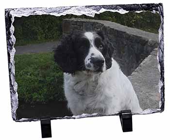 Black and White Springer Spaniel, Stunning Photo Slate