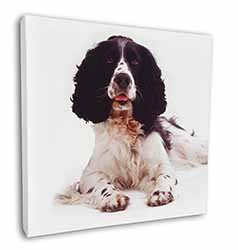 Black and White Springer Spaniel Square Canvas 12"x12" Wall Art Picture Print