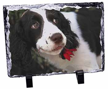 Springer Spaniel Dog and Flower, Stunning Photo Slate