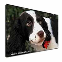 Springer Spaniel Dog 