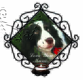 Springer Spaniel Dog 
