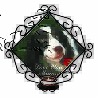 Springer Spaniel Dog 