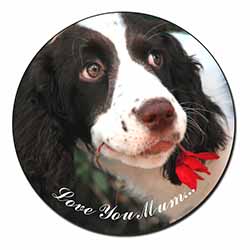 Springer Spaniel Dog 