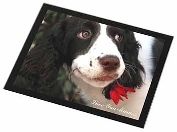 Springer Spaniel Dog 