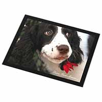 Springer Spaniel Dog 