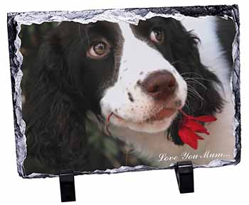 Springer Spaniel Dog 