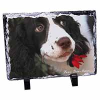 Springer Spaniel Dog 