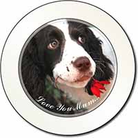 Springer Spaniel Dog 