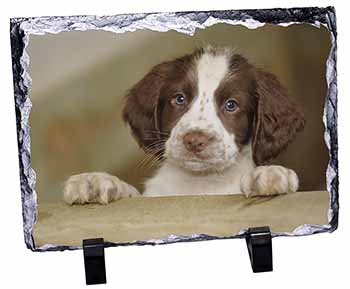 Springer Spaniel Puppy Dog, Stunning Photo Slate