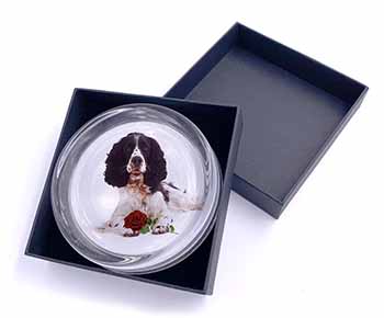 Springer Spaniel with Red Rose Glass Paperweight in Gift Box