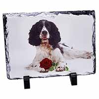 Springer Spaniel with Red Rose, Stunning Photo Slate