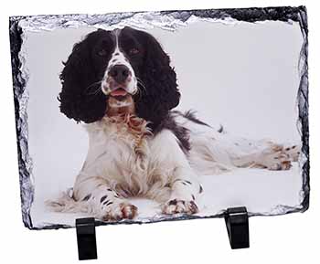 Black and White Springer Spaniel, Stunning Photo Slate